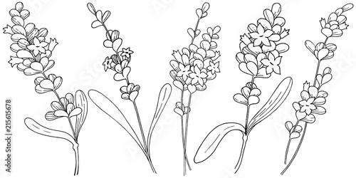 Vector lavender wildflower in a vector style isolated. Vector flower for background, texture, wrapper pattern, frame or border.