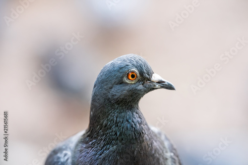 Macro closeup of pigeon bird head face  orange yellow brown eye portrait with bokeh background in London  UK  England park  day