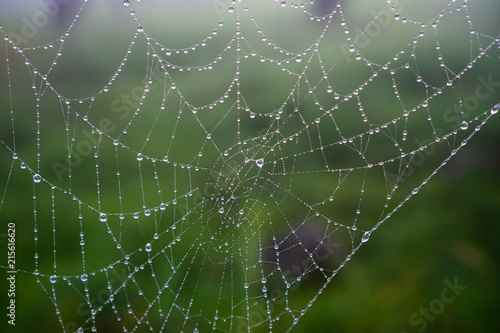 Raindrops on spider net after the rain © Marko Rupena