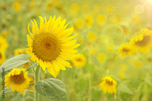 sunflower fiel in sunshine