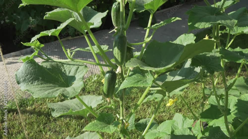 High lashes with cucumbers grow in garden stock footage video High lashes with cucumbers grow in garden stock footage video
