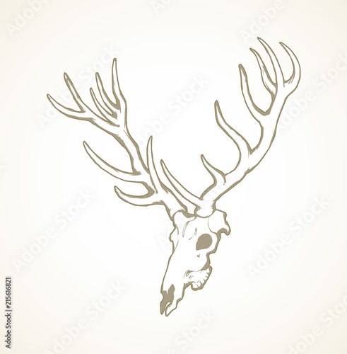 Skull of deer. Vector drawing