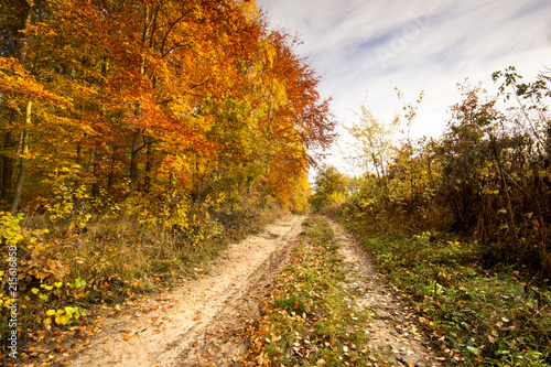 Road in a colorful, autumn park.Pomerania ,Poland  © knlml