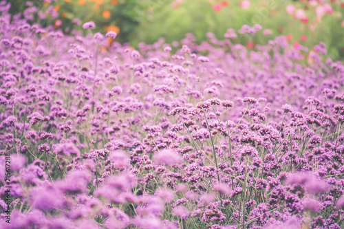 Verbena Bonariensis is a perennial plant that flowers in late summer