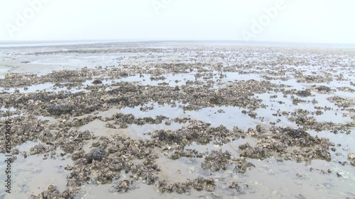 Pazifische Auster im Weltkulturerbe Wattenmeer