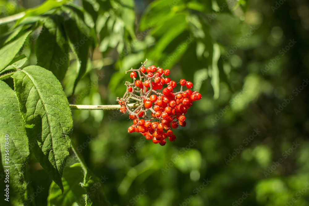 red berries of wild elderberry close against a background of green foliage in the forest