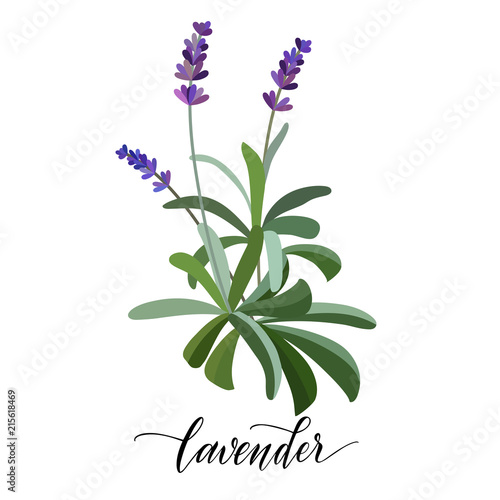 Fototapeta Naklejka Na Ścianę i Meble -  Lavender flower in flat style. Hand written text. Vector