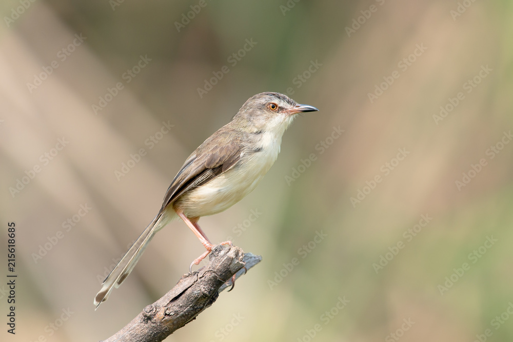 Fototapeta premium Plain Prinia or White-browed Prinia with blue sky background