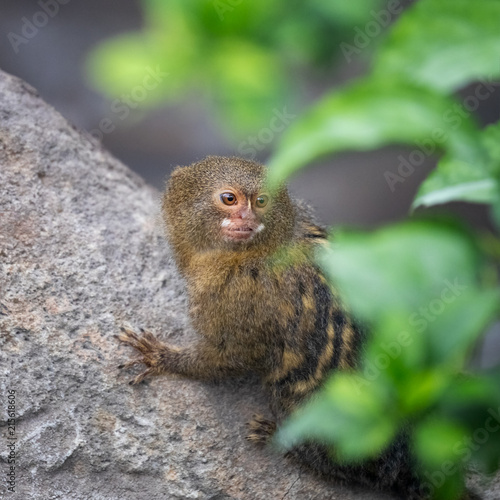 Pygmy marmoset peeps from behind foliage © Rixie