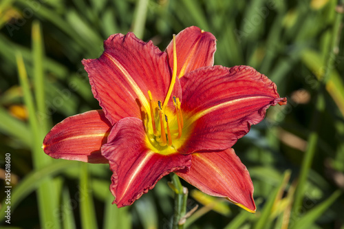 Fototapeta Naklejka Na Ścianę i Meble -  Hemerocallis 'Morocco Red' a spring flowering plant commonly knowm as daylily