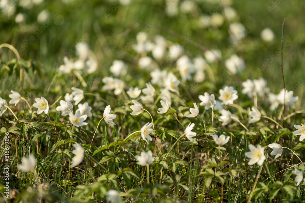large field of white anemone flowers in spring large field of white anemone flowers in spring