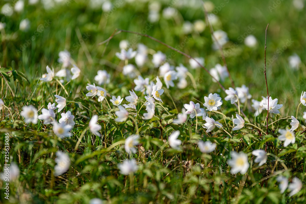 large field of white anemone flowers in spring large field of white anemone flowers in spring