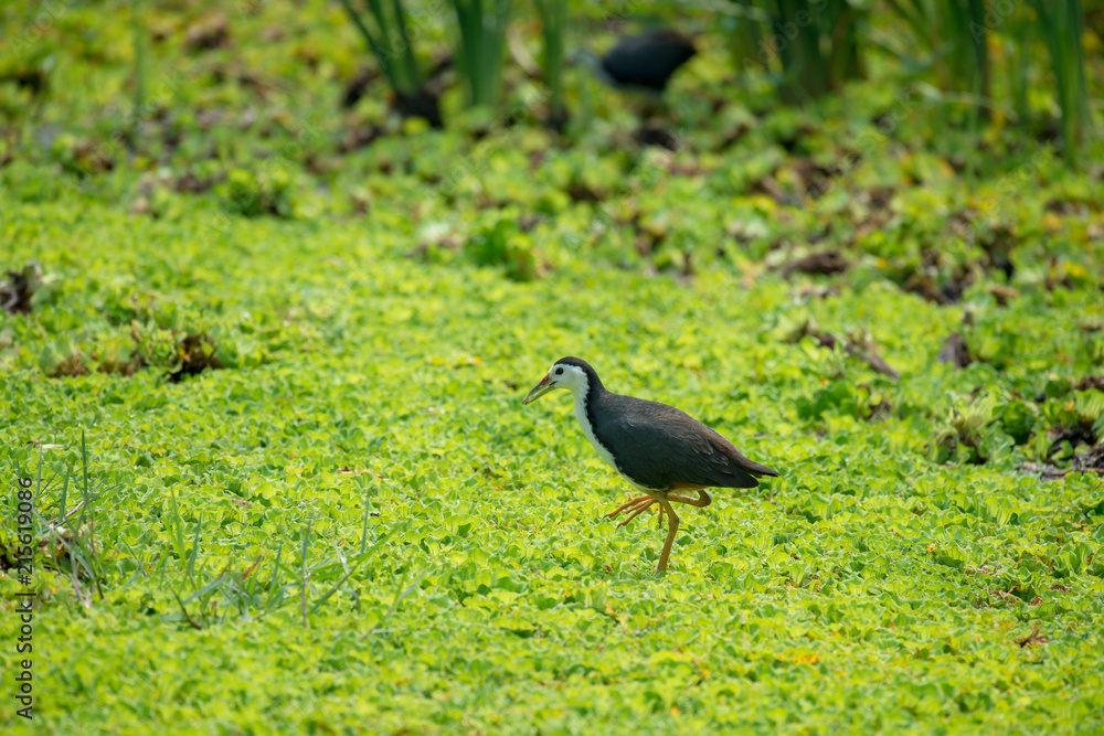 white-breasted waterhen  is a waterbird of the rail and crake family. They are dark slaty birds with a clean white face, breast and belly.