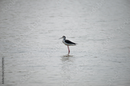 Black-winged stilt have long pink legs, a long thin black bill and are blackish above and white below, with a white head and neck with a varying amount of black © joesayhello