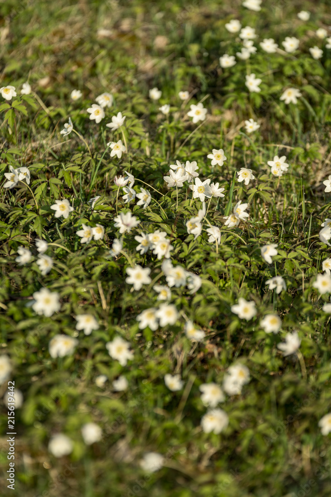 Fototapeta premium large field of white anemone flowers in spring