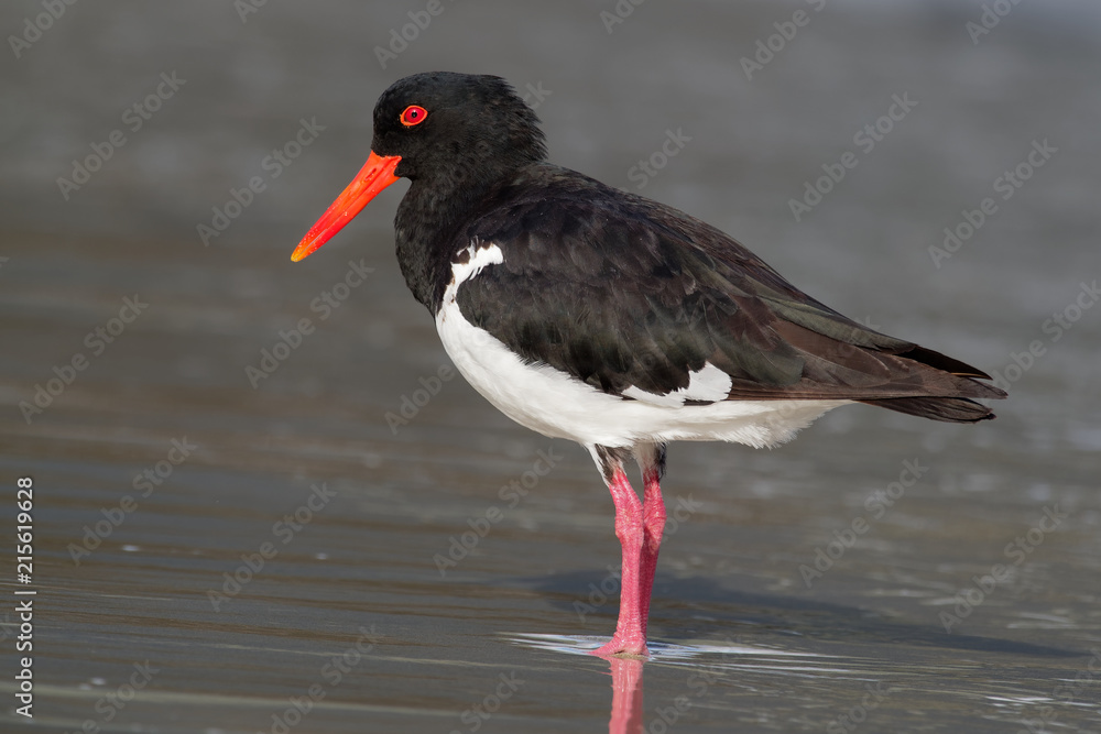 Pied Oystercatcher - Haematopus longirostris - wading bird native to Australia and commonly found on its coastline. Pied Oystercatcher - Haematopus longirostris - wading bird native to Australia and commonly found on its coastline.