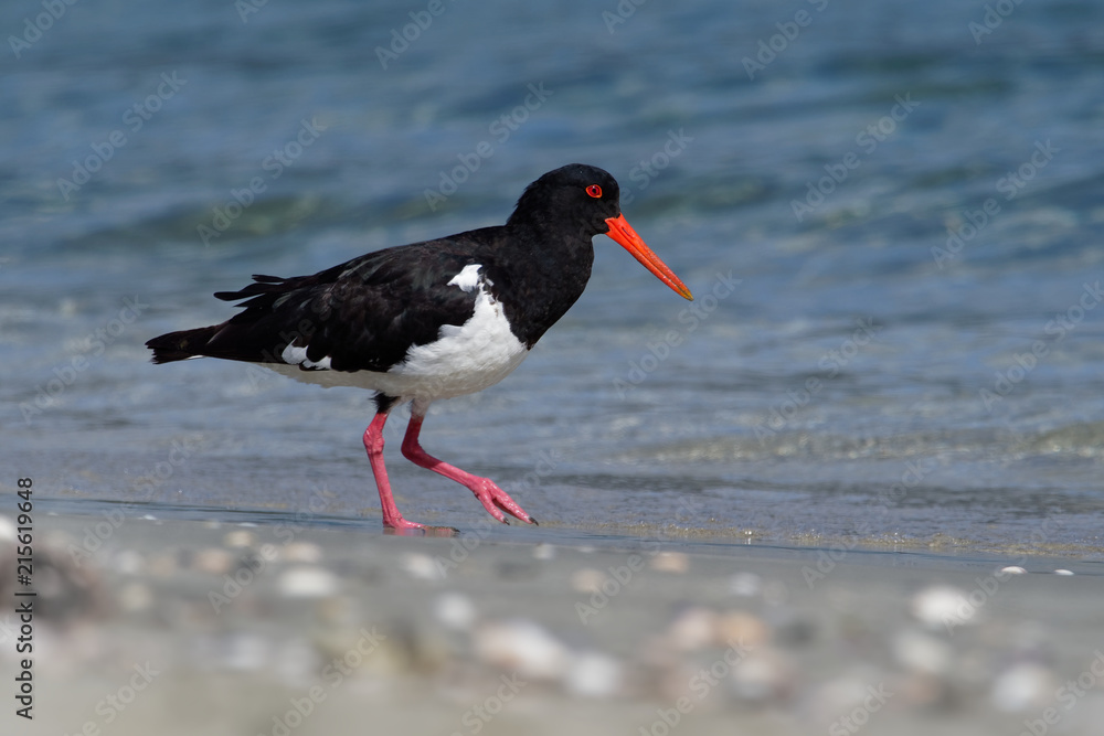 Pied Oystercatcher - Haematopus longirostris - wading bird native to Australia and commonly found on its coastline. Pied Oystercatcher - Haematopus longirostris - wading bird native to Australia and commonly found on its coastline.