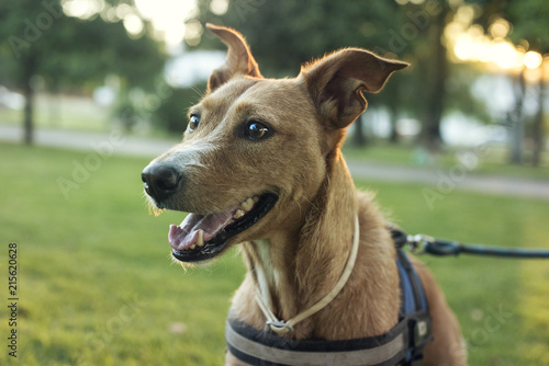 Retrato de primer plano de perro de color marrón y mirada expresiva al atardecer en un parque photo