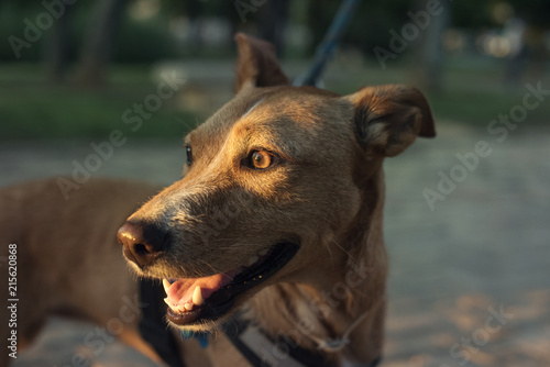 Retrato de primer plano de perro de color marr  n y mirada expresiva al atardecer en un parque