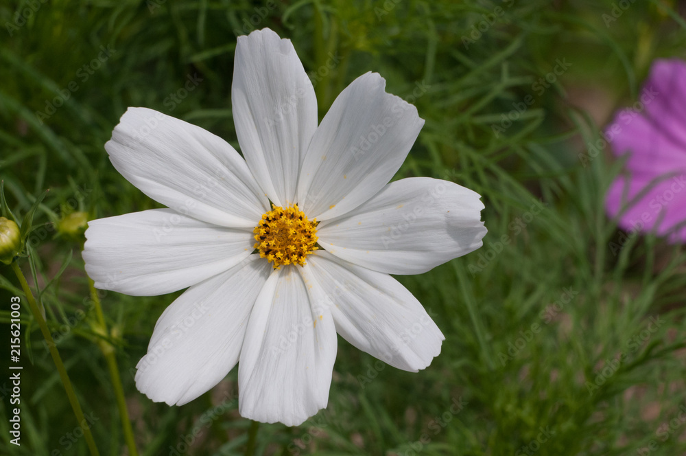 Cosmea Cosmea