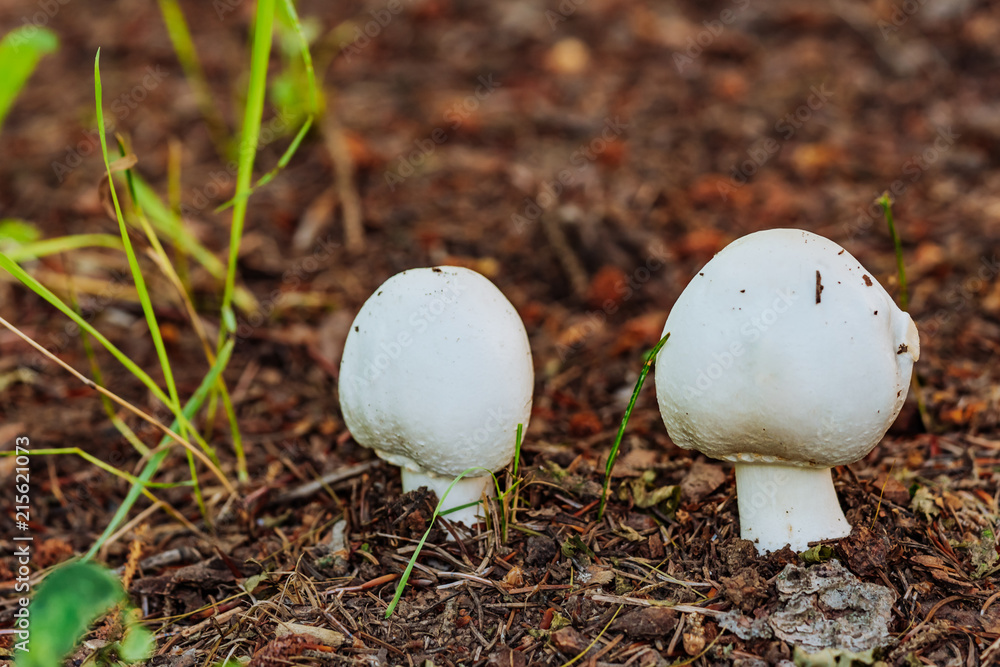 two little mushrooms in grass