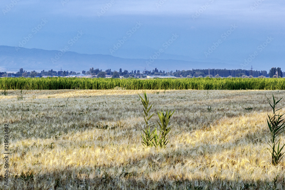 field of wheat at dawn on a background of bushes and mountains
