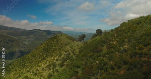 Aerial shot moving toward cows on a hill photo