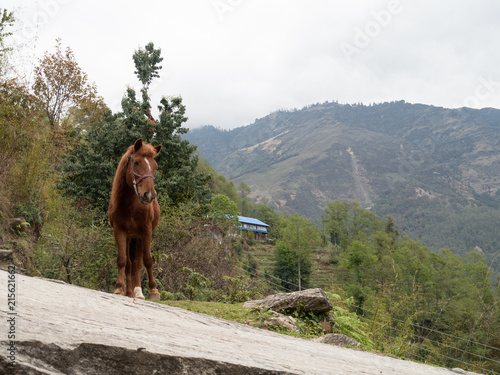 Brown horse in Nepal