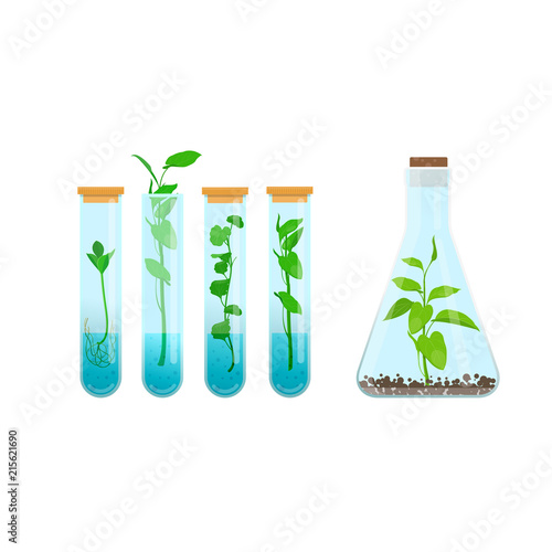 Plants in test tubes