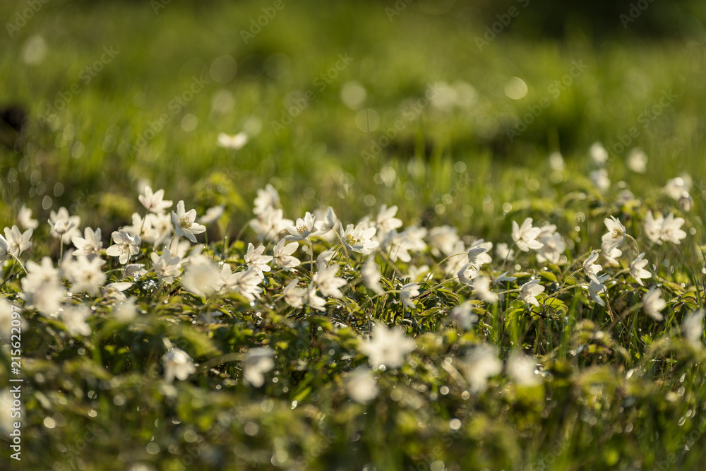 large field of white anemone flowers in spring