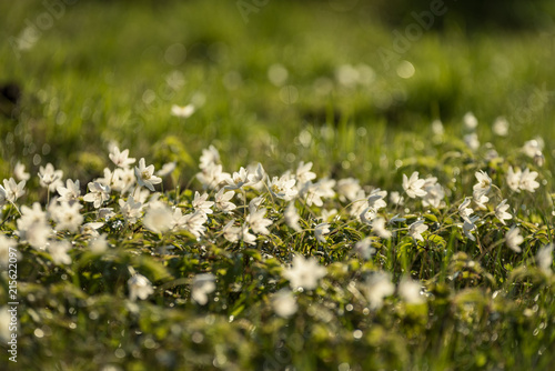 large field of white anemone flowers in spring