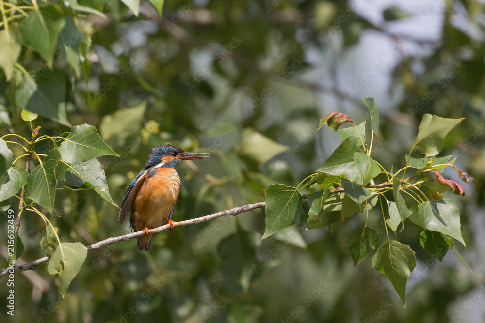 Martin pescatore (Alcedo atthis) Martin pescatore (Alcedo atthis)
