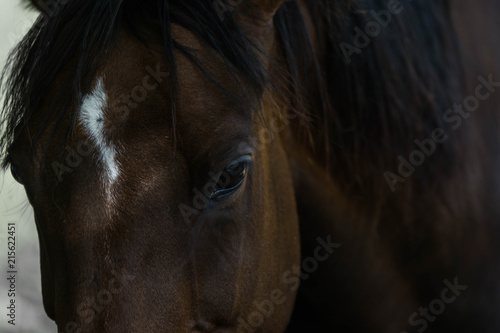 horse close up