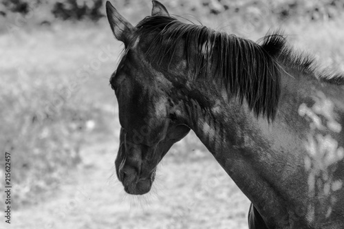 horse close up