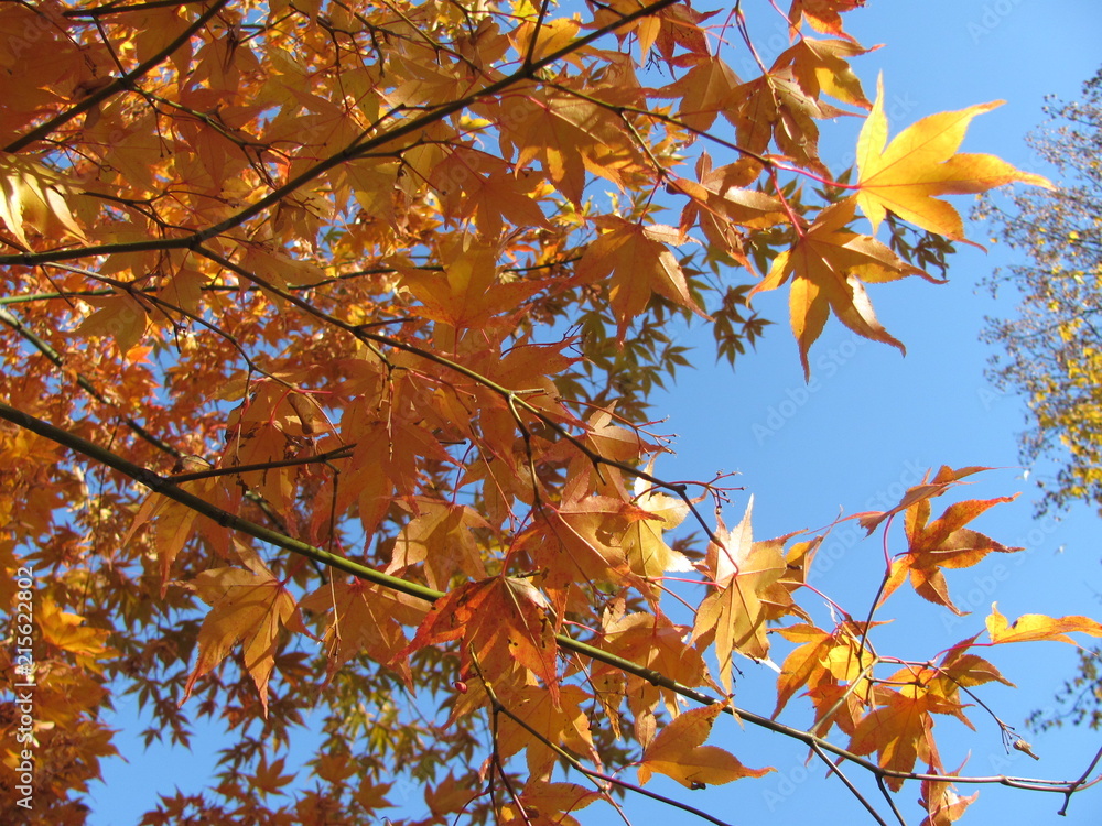 Branch with yellow leaves, autumn Branch with yellow leaves, autumn