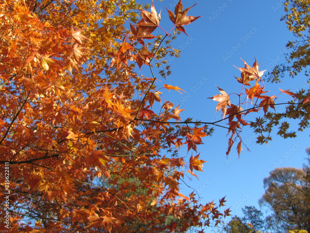 Branch with yellow leaves, autumn