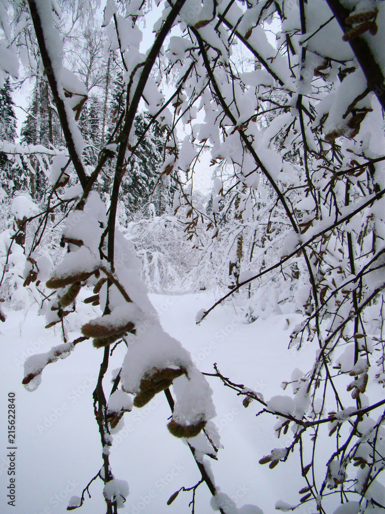 Forest trees after the heavy snowfall Forest trees after the heavy snowfall