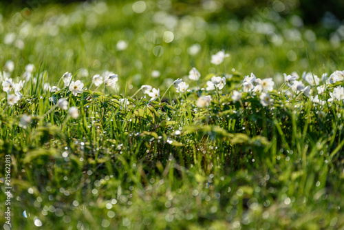 large field of white anemone flowers in spring