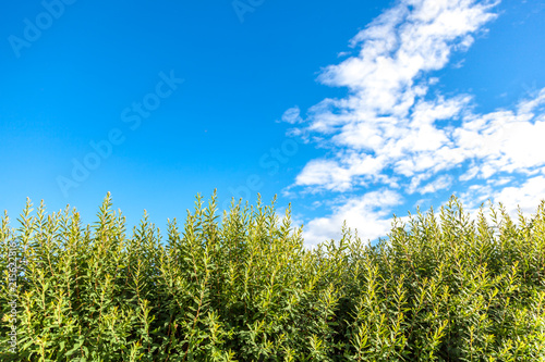 Beautiful natural spring and summer bright background and texture  green grass against the blue sky with clouds