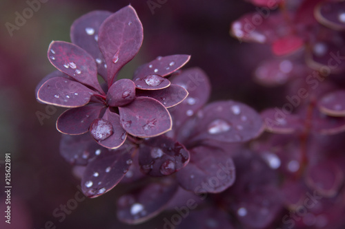 Wet twig of red barberry with water drops on leaves after rain