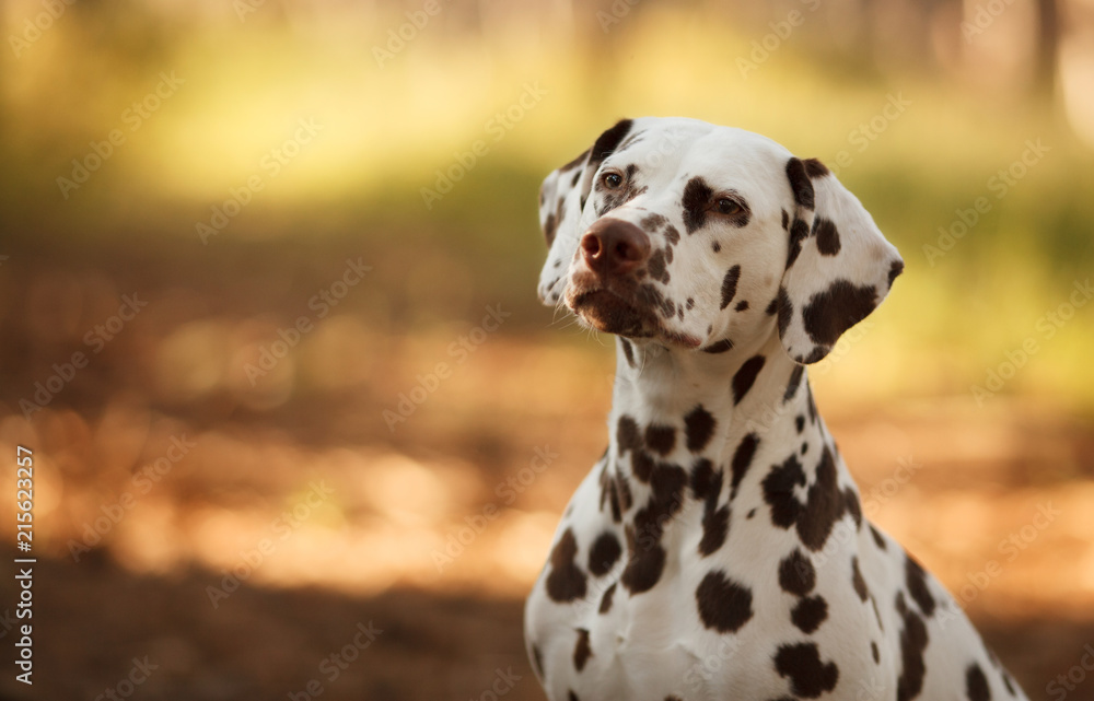 dog breed Dalmatian on a walk beautiful portrait