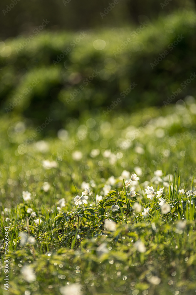 large field of white anemone flowers in spring