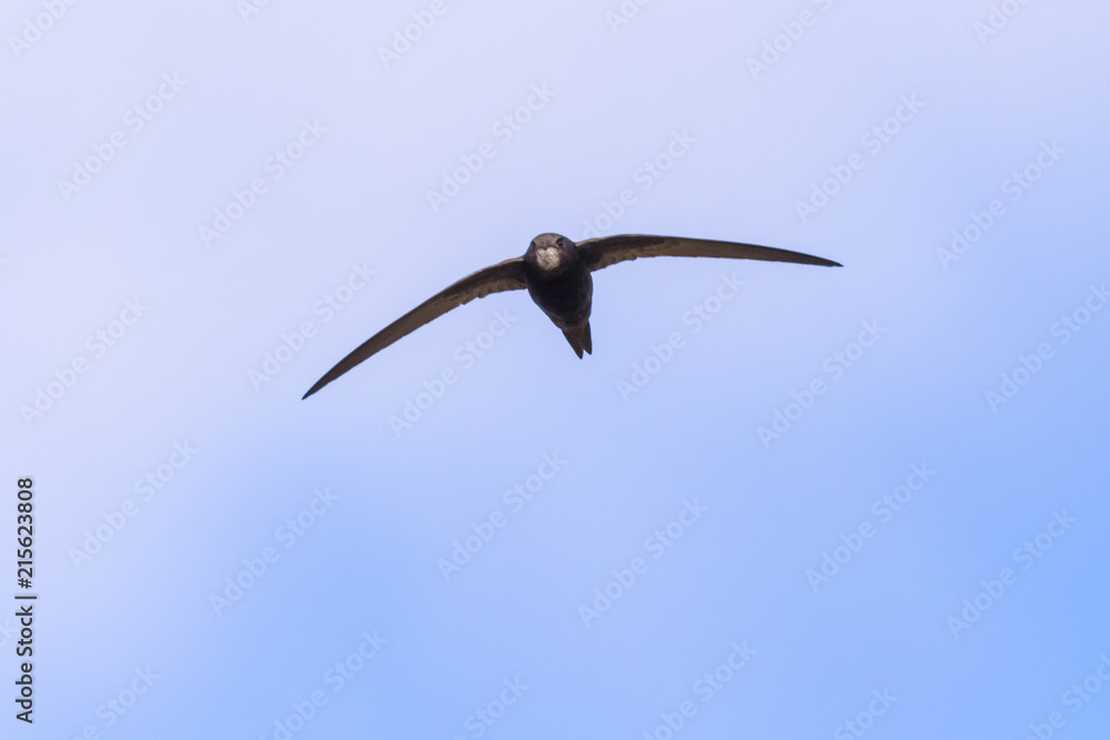 Mauersegler (Apus apus)