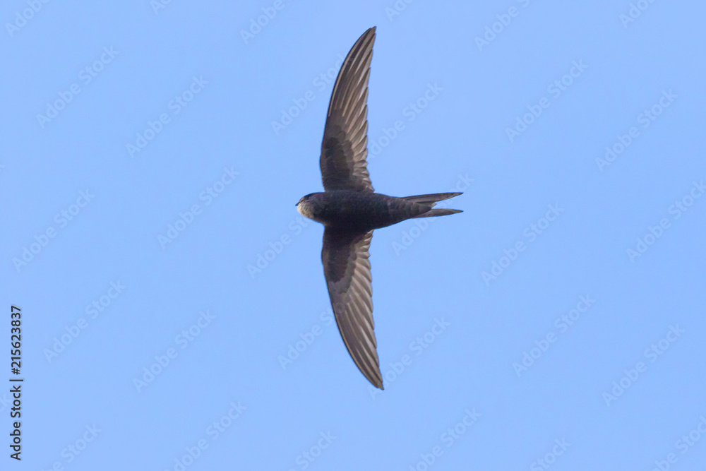 Mauersegler (Apus apus)