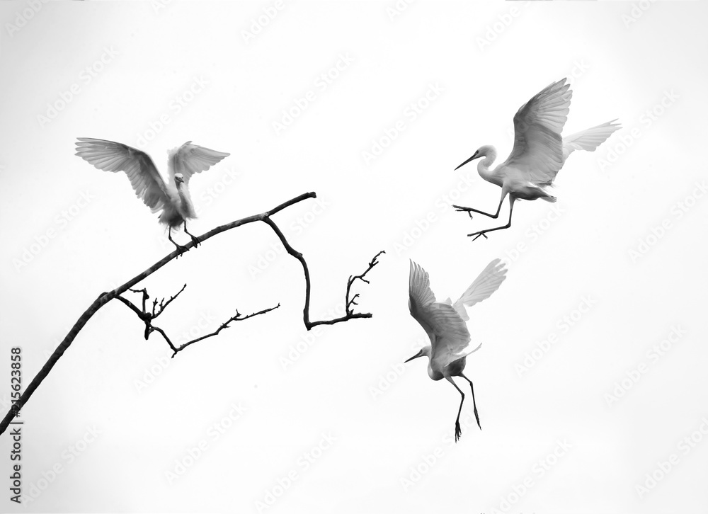 Obraz premium White stork