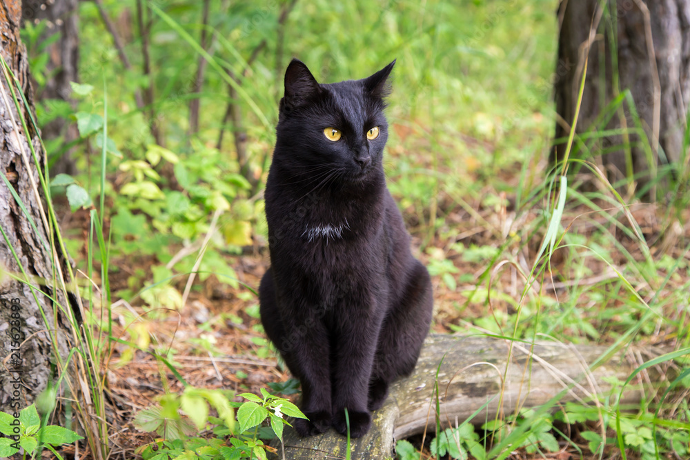 Beautiful bombay black cat outdoors in nature