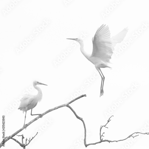 Fotografie White stork