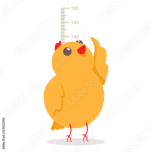 Cute little chicken measuring the height on meter wall chart growth size. Vector cartoon flat illustration of chick isolated on a white background.