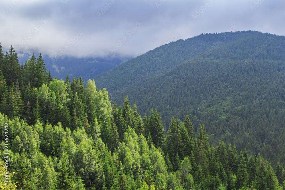 Green trees on the background of the Carpathian Mountains
