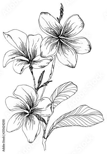Plumeria flowers with leaves and closed buds on a twig.